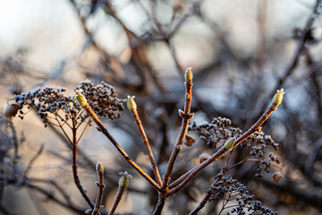 &Auml;ste Busch im Winter mit Raureif &uuml;berzogen