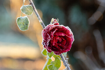 Rose gefroren mit Reif und Eiskristallen überzogen