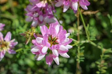 Purple crown vetch (Securigera varia) pink flower close up.