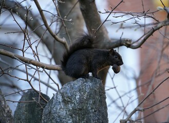 Black squirrel on tree