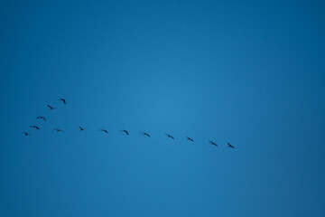 Vogelgruppe fliegende Gänse in Formation Vogelzug
