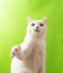 Fototapeta na wymiar 手をあげている可愛い白猫　グリーン背景