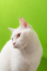 可愛い白猫　グリーン背景
