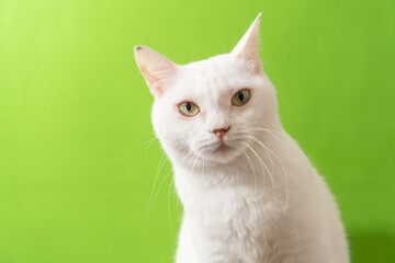 Obraz premium 可愛い白猫 グリーン背景