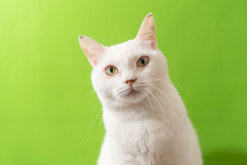 Obraz premium 可愛い白猫 グリーン背景