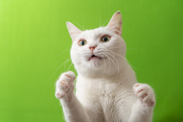 手をあげている可愛い白猫　グリーン背景