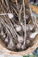 garlic at the market