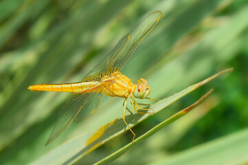 Dragonfly on green plant leaf in garden, insect wildlife animal close up nature flora wallpaper picture