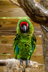 blue and yellow macaw