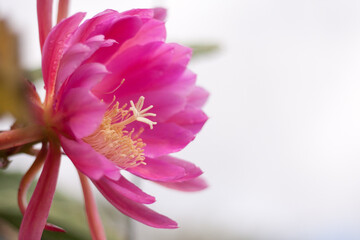 pink epiphyllum flower
