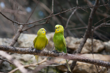 two green and yellow parakeets