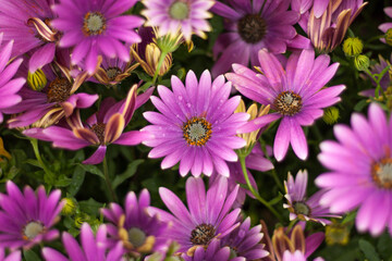 pink flowers with dew drops