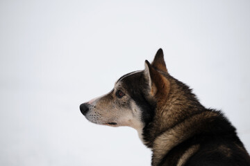 Portrait of dog in profile in winter against background of white snow. Artificially bred breed of mestizo. The northern sled dog breed is Alaskan Husky strong energetic and hardy.