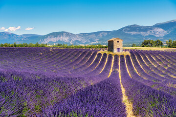 Lavender field in bloom with a house in Valensole, France.