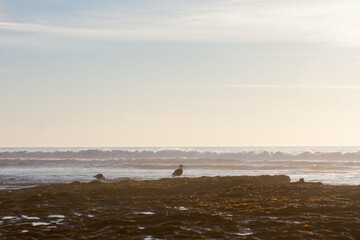 gulls on a rock on the coast