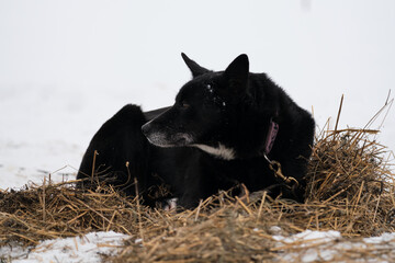 Black dog with brown eyes and gray muzzle lies in snow on hay in winter and is preparing for start of race. The northern sled dog breed is Alaskan Husky, strong energetic and hardy. - Powered by Adobe