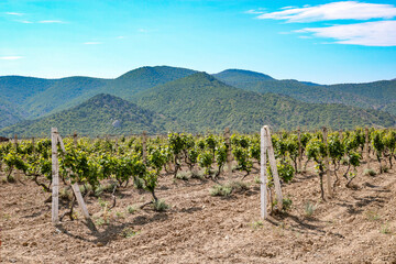 Fototapeta na wymiar Young vineyard plantation rural landscape.