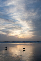 gulls on the beach at sunset