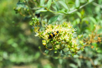 bee on a yellow flower