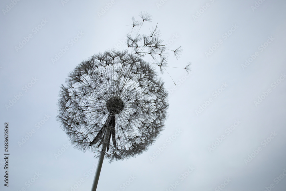 Wall mural dandelion sculpture isolated from background in black and white with copy space