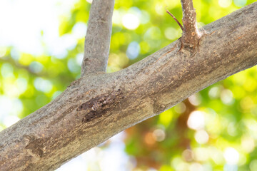 Obraz premium Cicadidae
