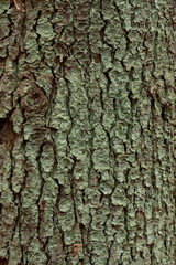 bark texture of a tree