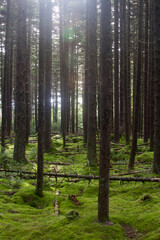 forest with moss