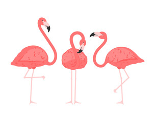 Exotic pink flamingos birds. Flamingo with pink rose feathers stand on one leg in wild african fauna. Zoo feather rosy plumage cute flam bird cartoon vector isolated set illustration