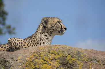 head and shoulders of a African cheater isolated from the blue sky