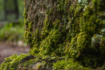 moss on tree