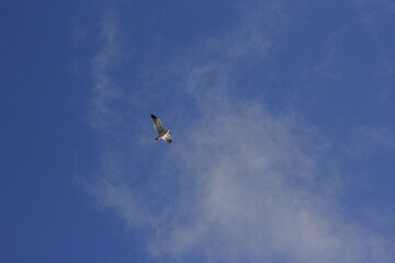gaviota volando por el cielo azul