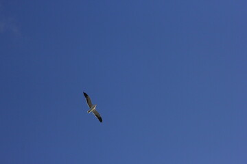 gaviota volando por el cielo azul