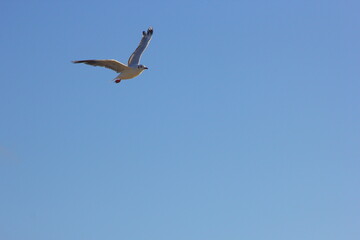 gaviota volando por el cielo azul