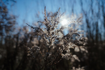 blacklight winter plant