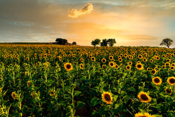 Obraz premium field of sunflowers at sunset in Castilla la Mancha, Spain