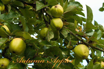 Apples on the autumn tree.