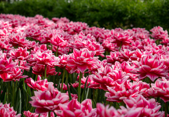 Tulips in Rostov-on-Don park