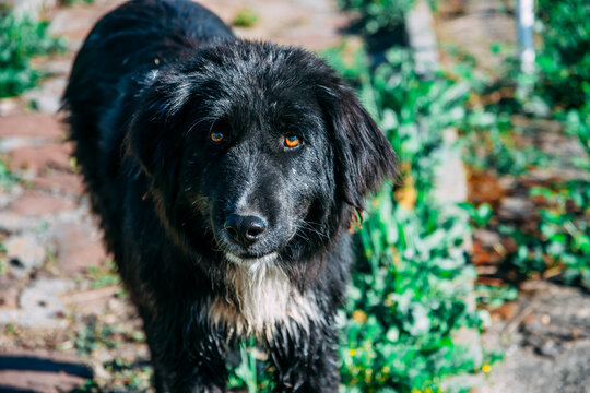 Black dog with orange eyes in the sunlight. Adopt a non-breed puppy. Dog with an unknown breed. High quality photo