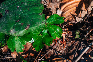 A frog hidden behind a green leaf. Small frogs in the forest. Nature is stunning. High quality photo
