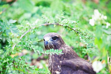 Nahaufnahme Greifvogel im Baum