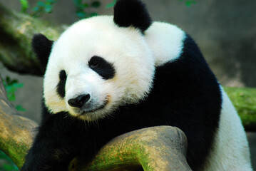 A giant panda bear rests his head on a rock and begins to close his eye to sleep
