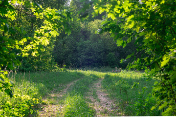 Fototapeta na wymiar The road to the green forest.