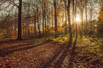 Obraz premium Sunshine autumn in the forest.