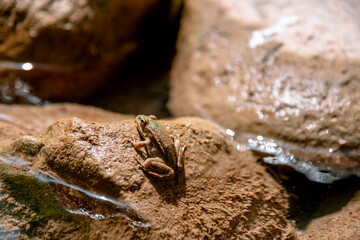 A frog sun bathing on a rock. Rocks are between water. Small frog on a river waterfall rocks. High quality photo