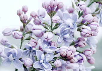 Lilac blossom (Syringa) close-up. Summer day