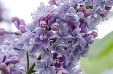 Lilac blossom (Syringa) close-up. Summer day