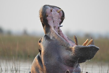 Yawning hippopotamus in the Okavango Delta
