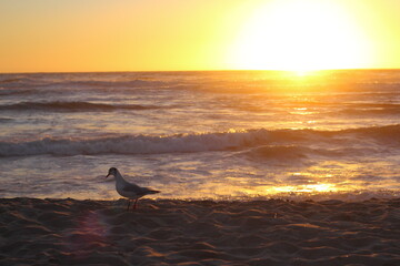 Fototapeta na wymiar gaviota caminando en la orilla de la playa con el ocaso en el horizonte