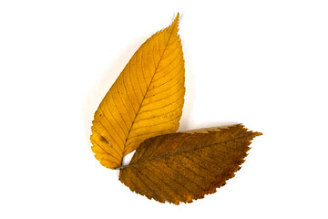 Autumn hornbeam leaves on a white background
