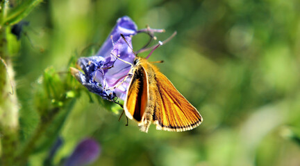 Close-up of an orange and brown skipper butterfly collecting nectar from the purple flower on a...